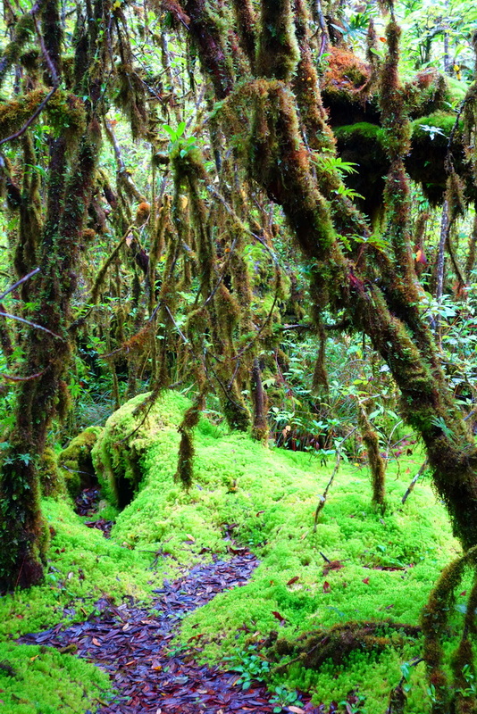 Moss-covered trees and a small trail in a vibrant green forest scene at Ang Ka Luang Nature Trail.