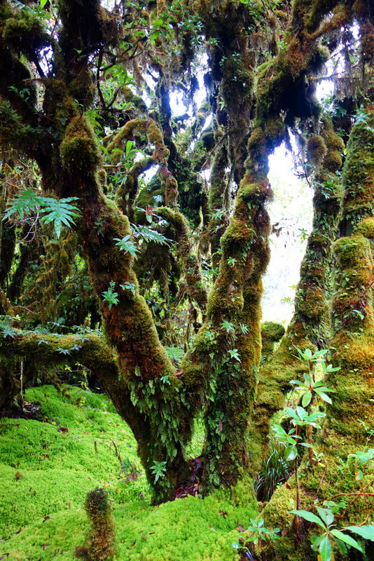 Moss-covered trees with lush green ground in a dense forest at Ang Ka Luang Nature Trail.