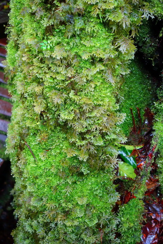 Close-up of moss and tiny plants covering a tree trunk in a forest at Ang Ka Luang Nature Trail.