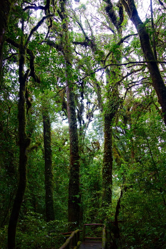 Tall, moss-covered trees in a dense green forest with a small wooden walkway at Ang Ka Luang Nature Trail.