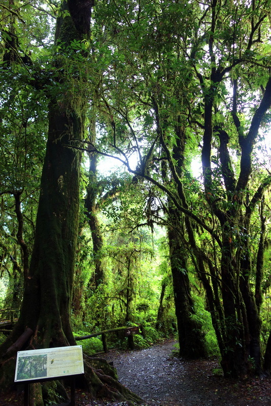 Narrow forest trail surrounded by tall trees and dense greenery at Doi Inthanon National Park.