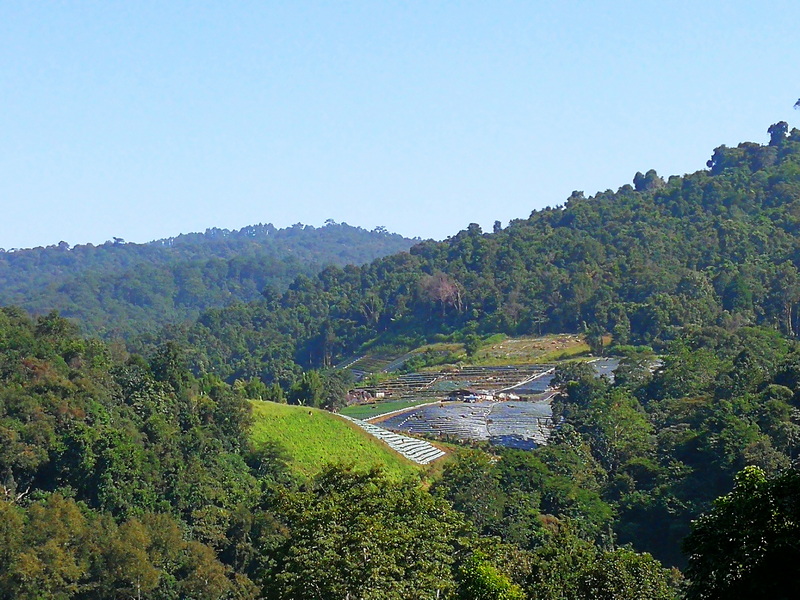 Scenic Hillside with Terraced Fields at Ban Mae Klang Luang Hillside with terraced fields and dense green trees under a clear sky at Ban Mae Klang Luang.