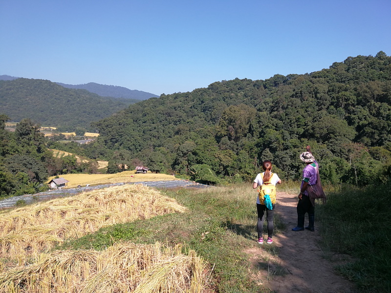 Scenic Trail Through Green Hills at Mae Klang Luang Village Two hikers walking along a dirt trail through lush green fields and hills at Mae Klang Luang Village.