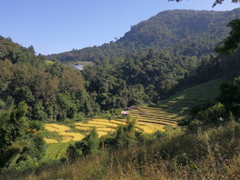 Terraced yellow fields with green trees and hills under a clear sky at Ban Mae Klang Luang.