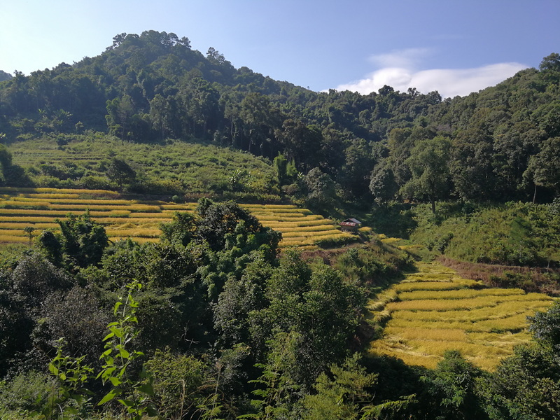 Scenic Mountain Fields at Mae Klang Luang Village Terraced agricultural fields on a hillside with green trees and mountain background at Mae Klang Luang Village.