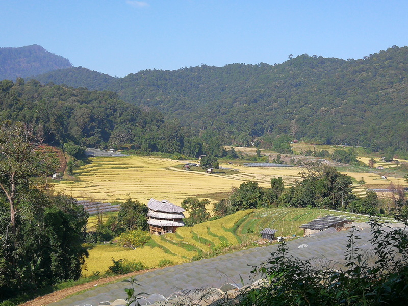 Serene Mountain Landscape at Mae Klang Luang Village Panoramic view of terraced fields with mountains and huts in the countryside at Mae Klang Luang Village.