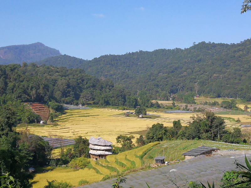 Scenic Mountain Rice Fields at Ban Mae Klang Luang Scenic view of terraced rice paddies and lush mountains under a clear sky at Ban Mae Klang Luang.