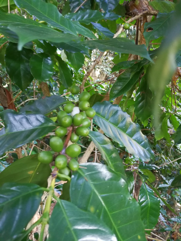 Coffee Cherries in Nature at Doi Inthanon National Park Green coffee cherries on a branch surrounded by shiny green leaves at Doi Inthanon National Park.
