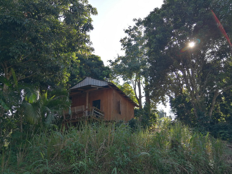 A wooden house on a hillside surrounded by lush green trees and plants with sunlight shining through at Mae Klang Luang Village.