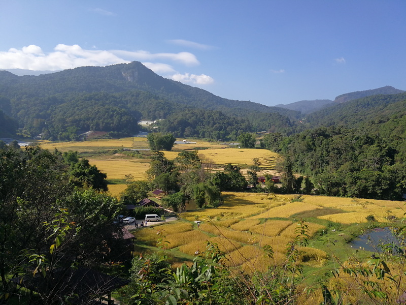 Scenic Rice Fields and Mountains at Doi Inthanon National Park Rice fields with green hills and mountains in the background under a blue sky at Doi Inthanon National Park.