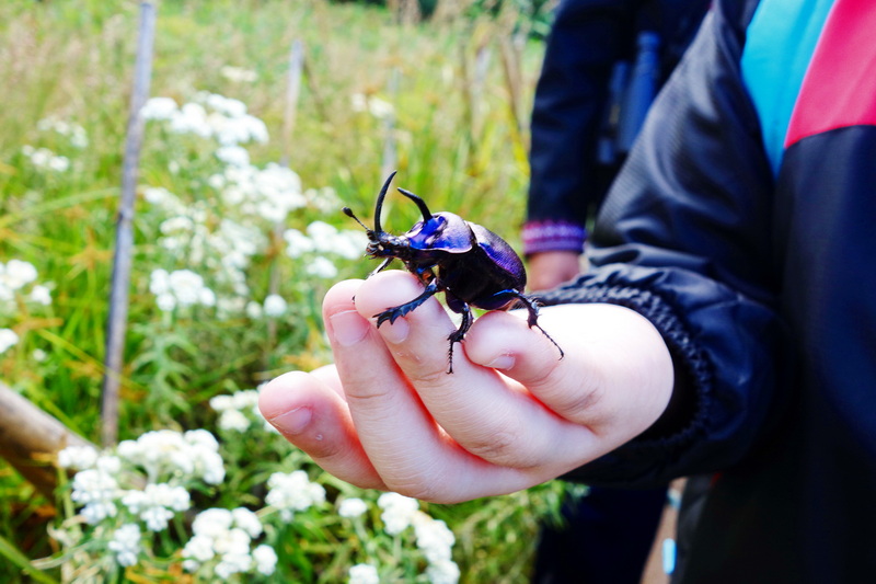 Person holding a large shiny black and purple beetle outdoors with white flowers behind at Doi Inthanon National Park.