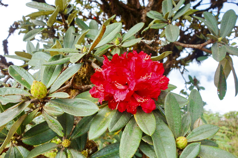 Close-up of a red flower on a leafy tree branch at Kew Mae Pan Nature Trail.