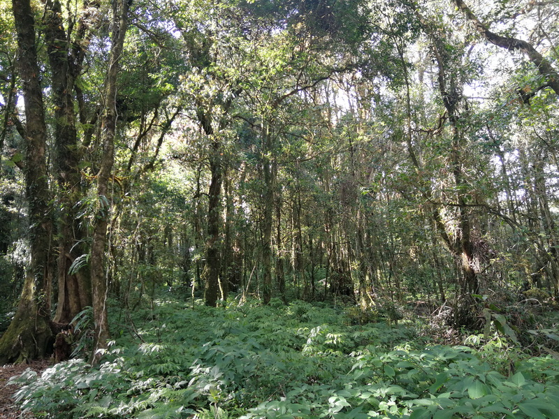 Dense green forest with tall trees and sunlit canopy at Kew Mae Pan.