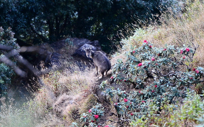 Mountain goat perched on grassy hillside with flowering shrubs and forest behind at Doi Inthanon National Park.