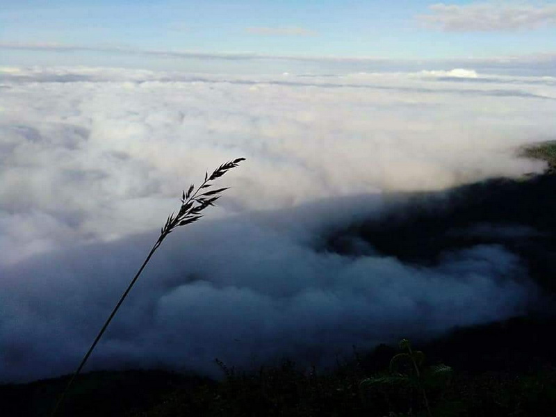 Cloudy Sky View at Kew Mae Pan Nature Trail Grass stalk silhouette with layered clouds and sky background at Kew Mae Pan Nature Trail.