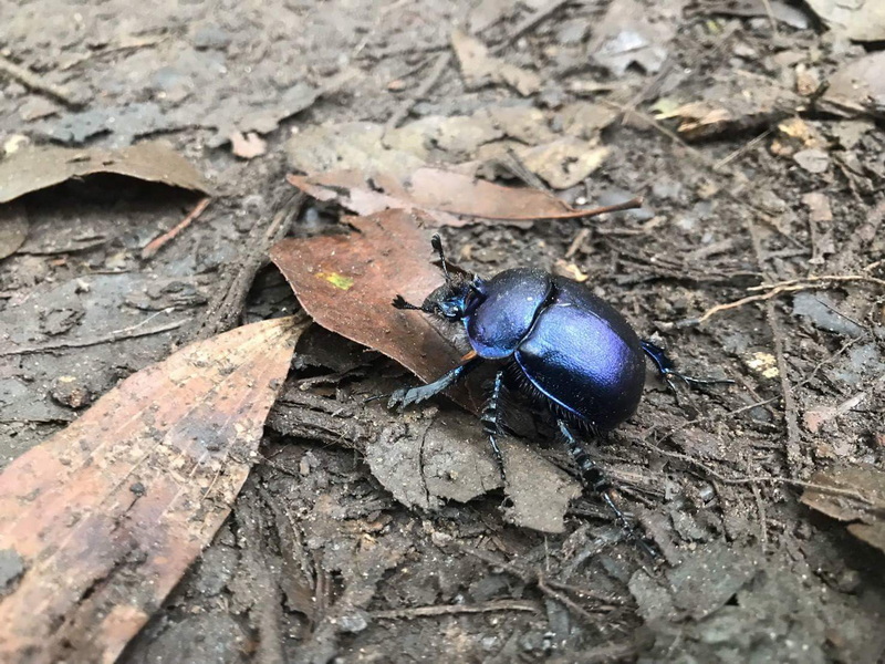 Forest Floor Beetle at Kew Mae Pan Nature Trail Close-up of a shiny black beetle on the forest ground among dry leaves at Kew Mae Pan Nature Trail.