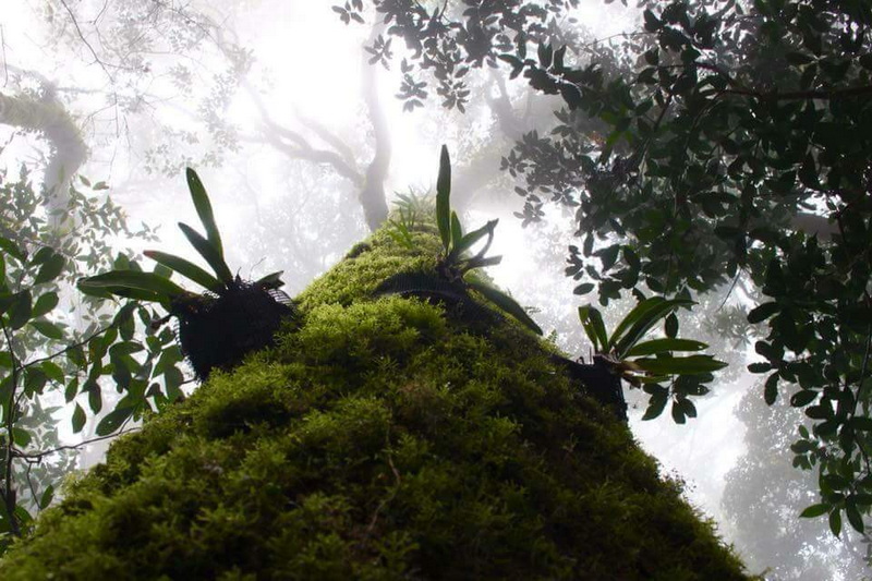 Mossy tree trunk reaching upward into a foggy forest with leafy canopy above at Kew Mae Pan Nature Trail.