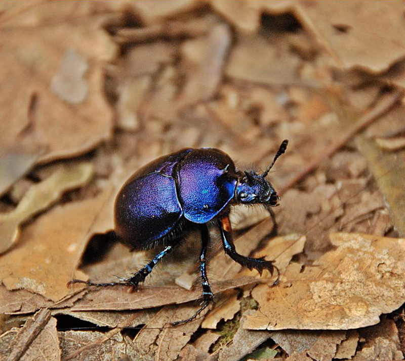 Close-up of a blue-black beetle on dry brown leaves in nature at Kew Mae Pan Nature Trail.