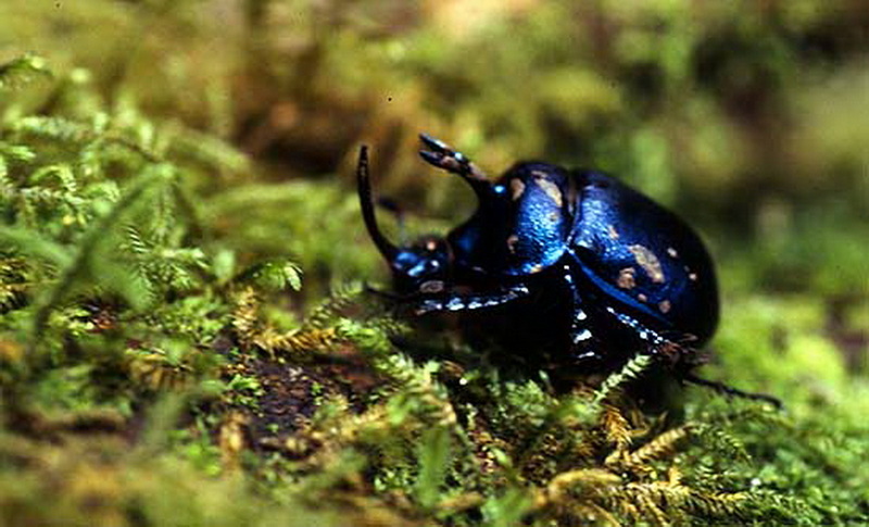 Shiny black beetle with blue reflections on moss surface in nature at Doi Inthanon National Park.
