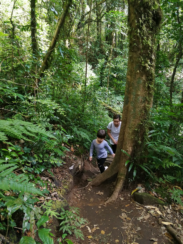 Children walking on a dirt trail through a lush green forest with tall trees at Kew Mae Pan Nature Trail.
