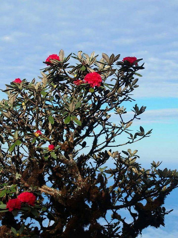 Close-up of a flowering shrub with pink blossoms and dark green leaves against a blue sky at Kew Mae Pan.