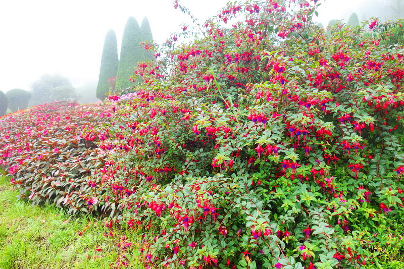 Bushes filled with pink and purple flowers with tall trees in foggy background at King and Queen Pagodas Doi Inthanon.