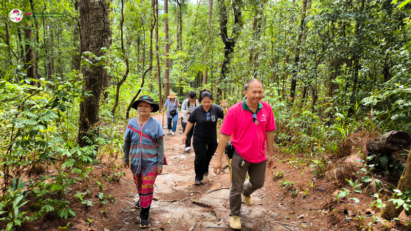 Forest Trail Walk at Pha Dok Siew Nature Trail People walking on a forest trail surrounded by lush green trees at Pha Dok Siew Nature Trail.