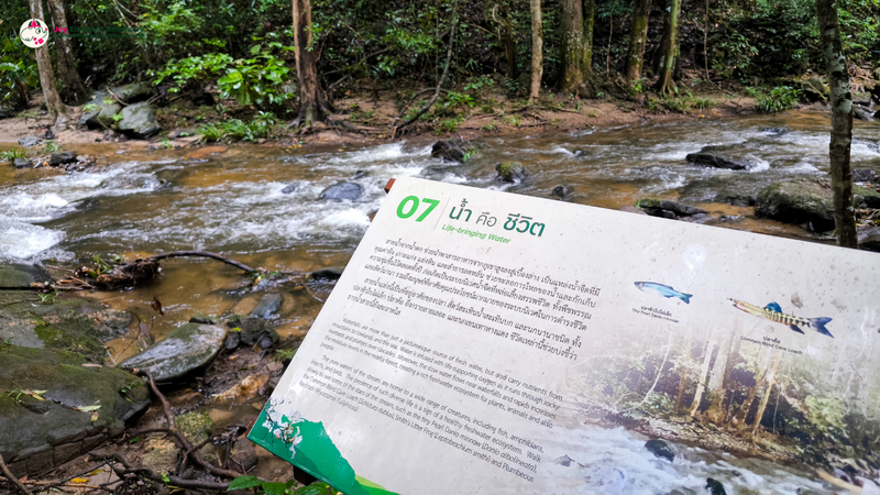 River and Signboard in Forest at Pha Dok Siew Nature Trail Signboard with information about the river surrounded by trees and rocks at Pha Dok Siew Nature Trail.