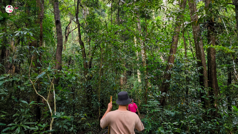 Forest Trail Adventure at Pha Dok Siew Nature Trail Two hikers walking along a lush forest trail surrounded by tall trees at Pha Dok Siew Nature Trail.
