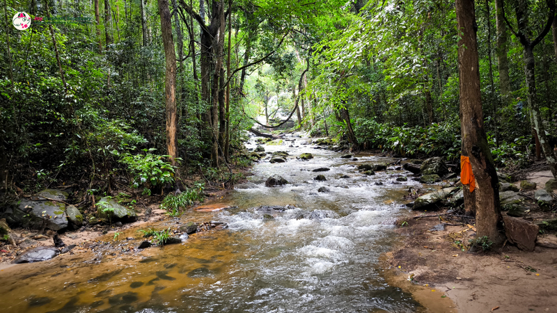 Forest Creek Trail View at Pha Dok Siew Nature Trail Shallow creek flowing through a dense green forest with rocks and trees at Pha Dok Siew Nature Trail.