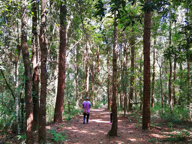 Forest Trail Scene at Pha Dok Siew Nature Trail Two people walking on a dirt trail through a lush, green forest with tall trees at Pha Dok Siew Nature Trail.