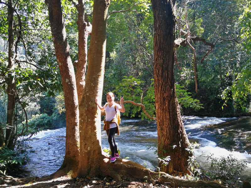 Forest River Scene at Pha Dok Siew Nature Trail Woman standing on tree root beside a flowing river in a lush forest at Pha Dok Siew Nature Trail.