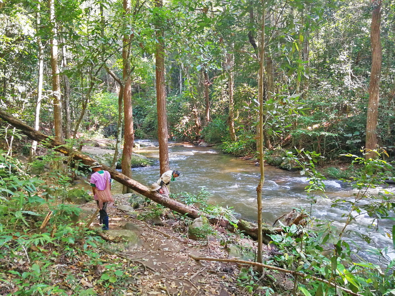 Two hikers walk along a riverbank in a lush green forest trail at Pha Dok Siew Nature Trail.