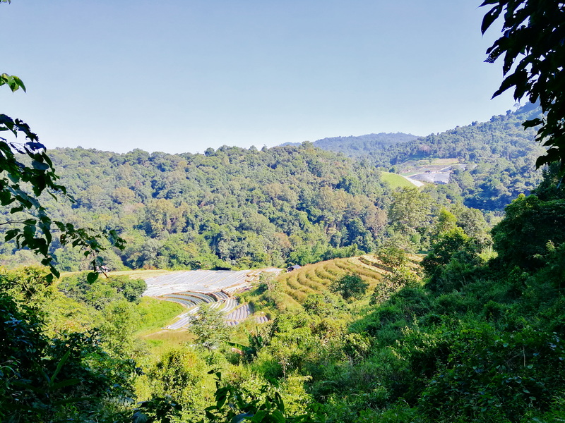 Green terraced farmland surrounded by dense forest and clear blue sky at Doi Inthanon National Park.