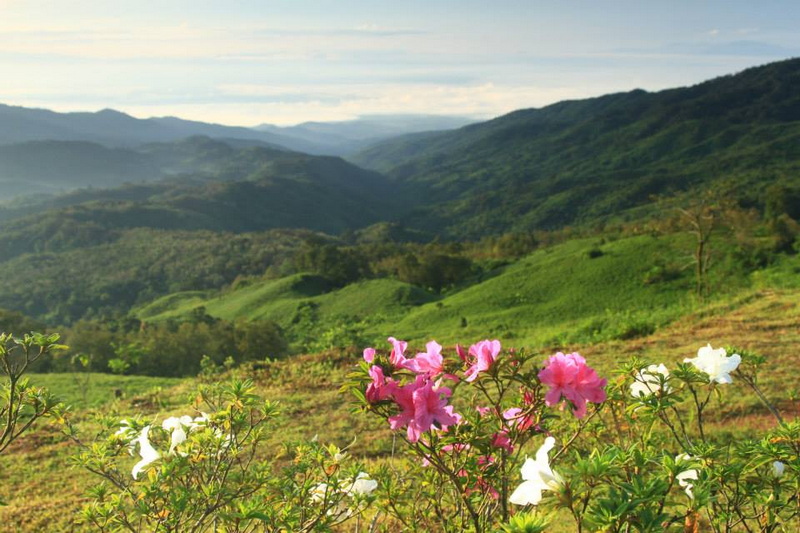 Pink and white flowers with green hills and mountain ranges in the distance at Doi Pha Hom Pok National Park.