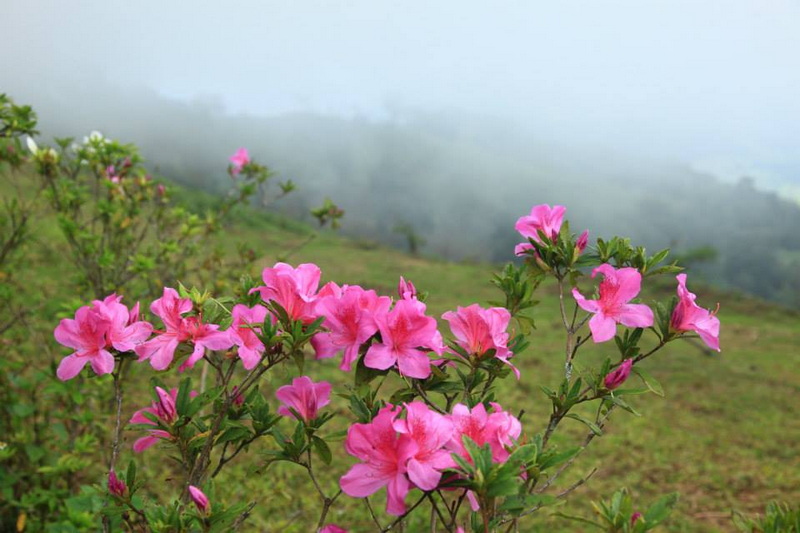 Pink azalea flowers blooming on a hillside with fog in the background at Doi Pha Hom Pok National Park.