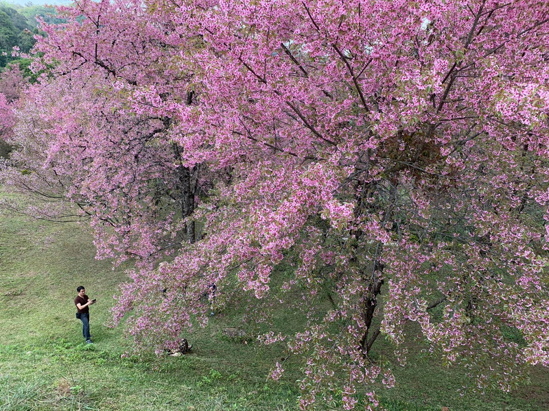 Person standing beneath a large pink blossom tree on a grassy hill at Doi Pha Hom Pok National Park.