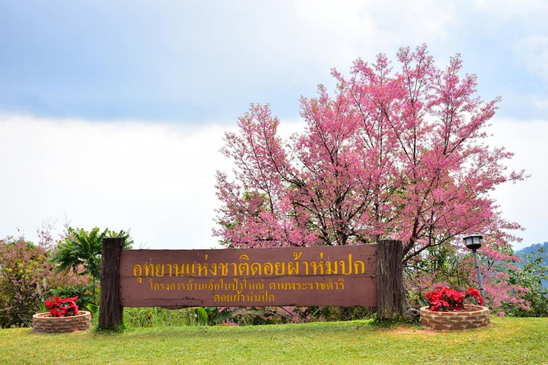 Cherry Blossom Scene at Doi Pha Hom Pok National Park Pink cherry blossom trees behind a wooden sign in a grassy area at Doi Pha Hom Pok National Park.