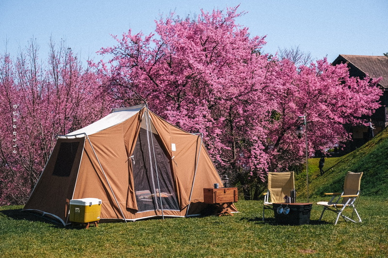 A camping tent with pink flowering trees and outdoor chairs on a grassy area at Doi Pha Hom Pok National Park.