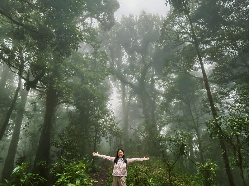 Misty Forest Adventure at Doi Pha Hom Pok National Park Woman standing with arms open in a foggy forest surrounded by tall trees and lush greenery at Doi Pha Hom Pok National Park.