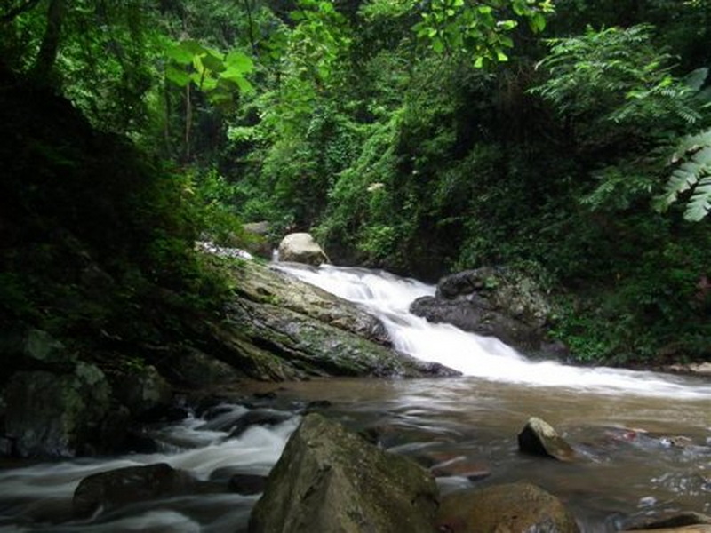 A river flowing through a lush forest with rocks on the bed at Doi Pha Hom Pok National Park.