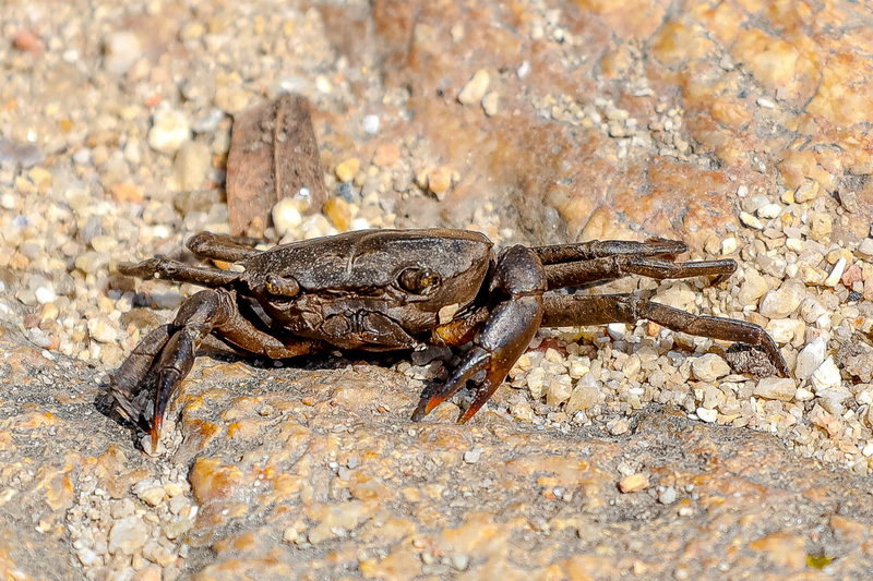 Crab on Rocky Surface at Huai Kaew Waterfall Close-up of a brown crab on a sandy rocky surface with pebbles at Huai Kaew Waterfall.