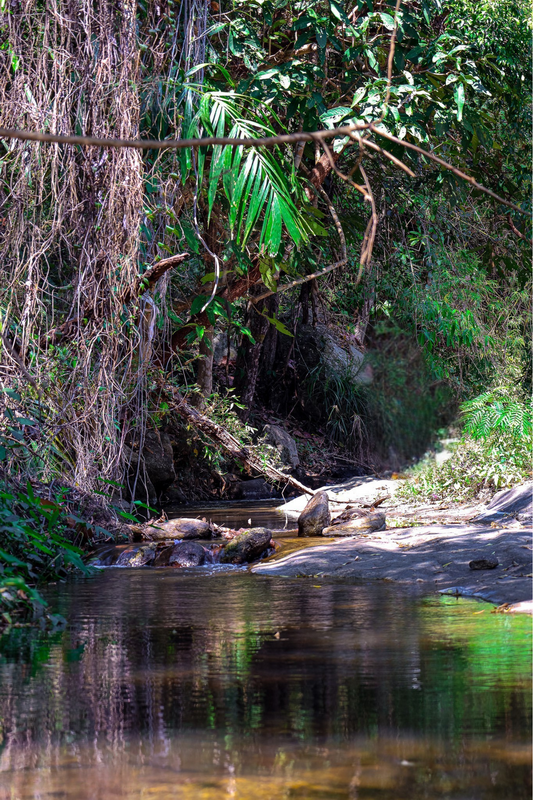 Tropical Stream in Dense Forest at Huay Kaew Waterfall A stream with rocks flowing through lush green foliage in a tropical setting at Huay Kaew Waterfall.