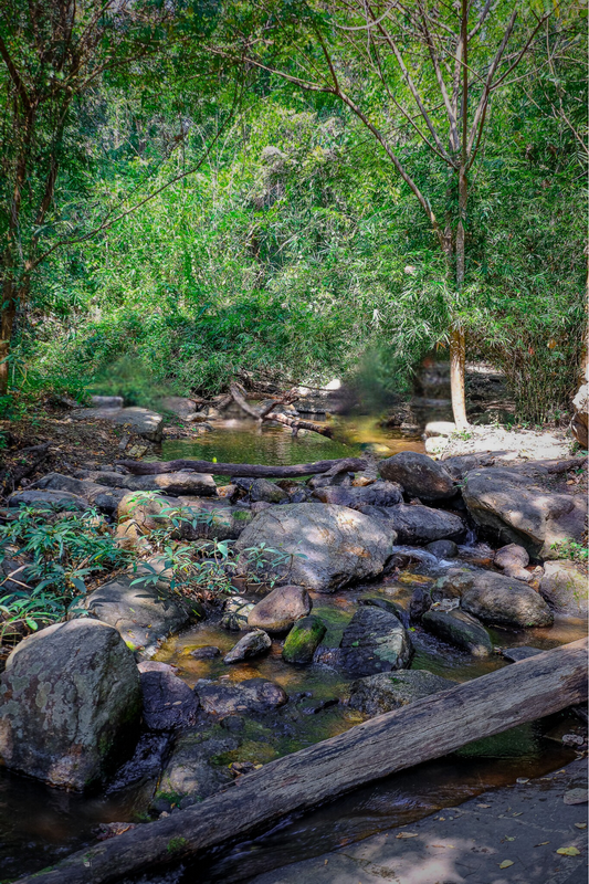 Forest Stream at Huai Kaew Waterfall A rocky stream surrounded by lush green trees and dense foliage in a forest at Huai Kaew Waterfall.
