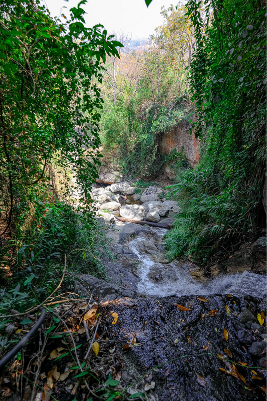 Forest Stream in Green Jungle at Huay Kaew Waterfall A rocky stream flowing through lush green forest with dense vegetation at Huay Kaew Waterfall.