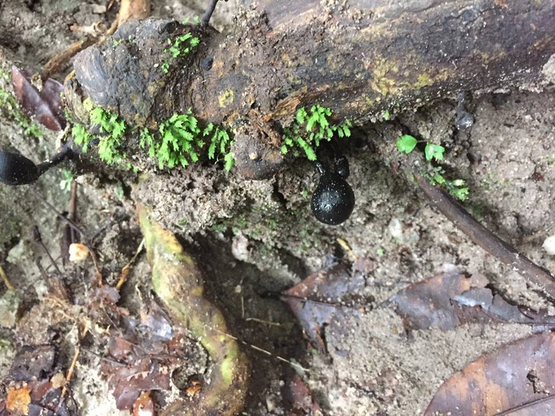 Dark shiny snail on soil among moss and fallen leaves at National Parks in the North of Thailand.
