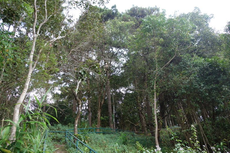 Dense forest with tall trees, green leaves, and a winding pathway with blue railing at Doi Suthep-Pui National Park.
