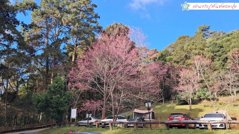 Blooming Trees and Parking Scene at Doi Suthep-Pui National Park Pink blossoming trees with parked cars and hillside in the background at Doi Suthep-Pui National Park.