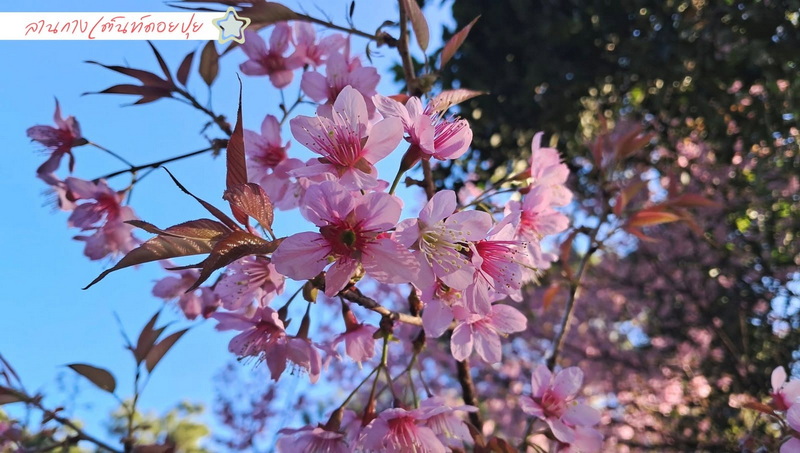 Pink cherry blossoms on tree branches against a clear blue sky at Doi Suthep-Pui National Park.