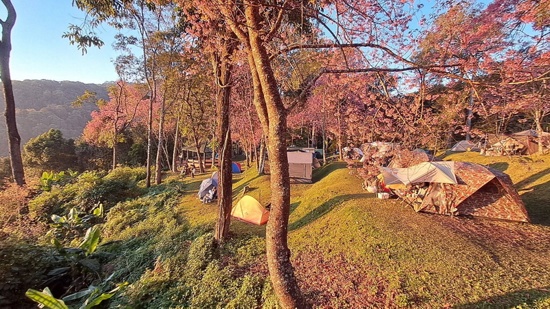 Campground with tents on grassy mounds surrounded by trees at Doi Suthep-Pui National Park.